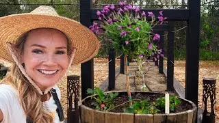 Planting lavender topiaries & strawberries together spring 2022