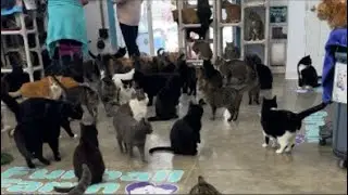 Happy tails to you