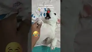 when your dog is over dramatic 🤣#dog #doglover #petlovers #dogtalk #shortsfeed  #happy #talkingdog