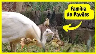 Pavoa Criando os seus Filhotes - Nasceu Pavoezinhos e Vamos Deixar as Fêmeas Criar | Gutejando