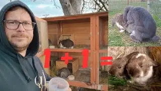 Rabbit Breeding 101