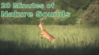 20 Minutes of Nature Sounds Birds Forrest Field Spring Calming Relaxing Free Use