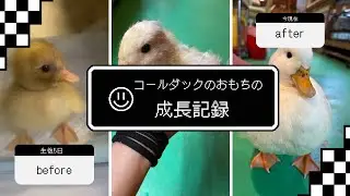 コールダックのおもちの成長記録🪿