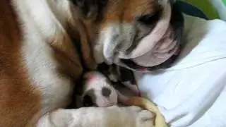 Chicago English Bulldog Rescue Rosie with Her 1 Week Old Puppies