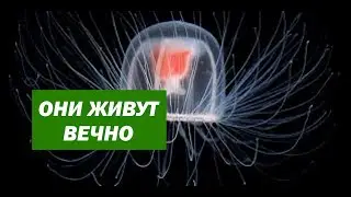 How immortal is the immortal jellyfish?