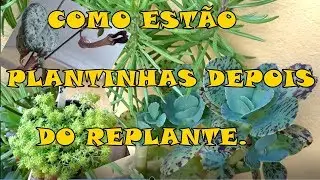 Atualizando algumas plantinhas suculentas, ceropegia, marmorata, palmeira de madagascar