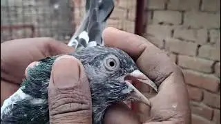 10 parinde laya hun 😘#pigeon #highflyer 