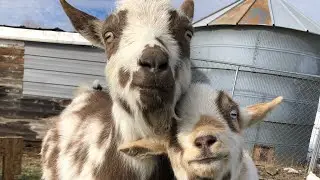 Goat birthing kit