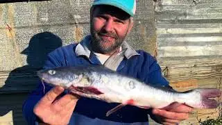 WHAT DOES IT WEIGH? State Record Hard Head Catfish Bowfishing BAA Submission