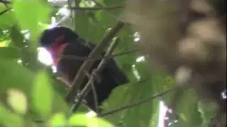 Red-ruffed Fruitcrow, La Esperanza