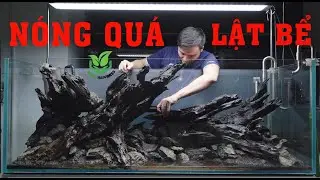 KÝ SỰ LẬT BỂ thủy sinh 1m5 mùa nóng!
