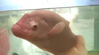 Gourami Fish | Colorful Freshwater Fish for Community Tank | Best Fish for All Fish Tanks
