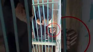 La inteligencia de un oso puede llevarte al hospital