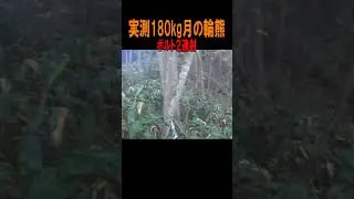 実測180kg 月の輪熊　ボルト２連射！#shorts
