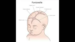 Anterior vs Posterior Fontanelle | Newborn Skull Anatomy