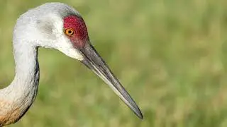 Wading Birds