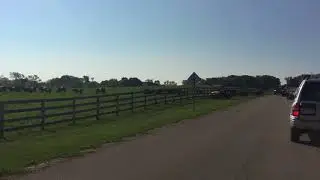 Belted Galloway (OREO) Cows