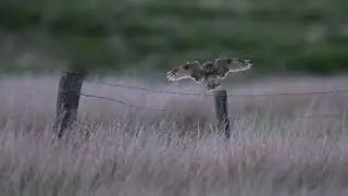 Hunting Long Eared Owl on the Staffordshire moorlands 