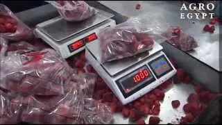IQF Strawberry - AgroEgypt - January 2015
