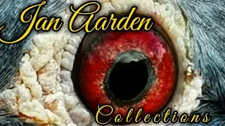 Jan Aarden Collection