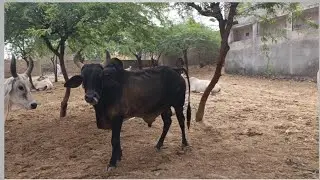 Beautiful Bull Herd Crossing from Barrage to Resort | Majestic Black Bull in Front