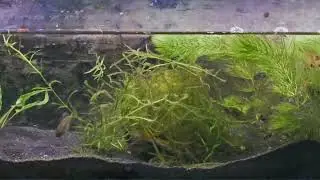 Pseudocrenilabrus philander 12/25