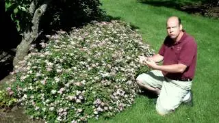 Spiraea japonica 'Little Princess' - Little Princess Japanese Spirea | Summer Flowering Shrub