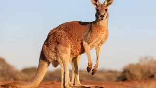 Facts About Red Kangaroo