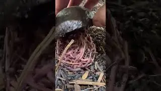 C&oacute;mo Atrapar Lombrices De Tierra 😮