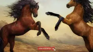 Dance Animals, My Cute Animal Friends&ndash; Elephant, Zebra, Tiger, Squirrel, Cat, Hippo, Tortoise 