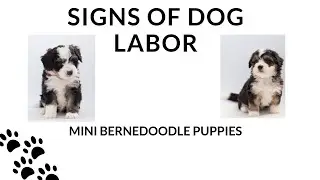SIGNS OF DOG LABOR - Gestation Day 60 - Jyn is due to go into labor soon. How do I know?
