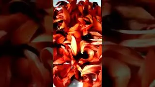 #nature#viralshots#garden#polas flower #orangecolarflower#cuteflower