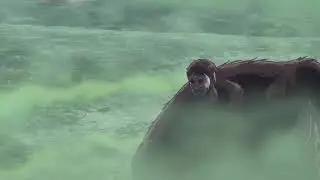 Levi VS el Tit&aacute;n bestia en espa&ntilde;ol latino  cap&iacute;tulo 17 temporada 3