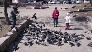 Бесплатное развлечение детям-кормим голубей. Free entertainment for children with feeding pigeons.