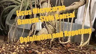 Banyan Style Ficus Microcarpa Bonsai