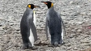 ANIMALS YOU SEE IN ANTARCTICA- SILVERWIND SILVERSEA DEC 1st-  18 th DAY CRUISE