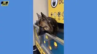 Hilarious Funny Dog Compilation| Cutest and Funniest Dogs Ever! Compilation #73 | Pet Comedia