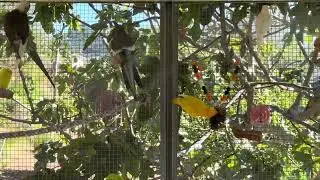 New mist system in aviary, birds love it! 