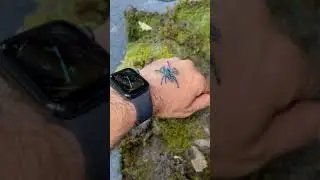 Pinktoe versicolor tarantula walking around pretty little thing