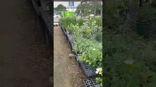 Fathers Day nursery visit #homestead #garden #texas