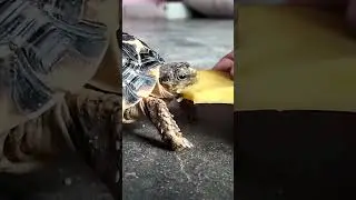 tortoise 🐢 #viral #turtle #tortoise #shortsvideo #cute #tortoiseshell #gianttortoise #animal