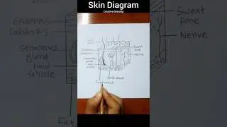 How to draw skin diagram easily #shorts #skindiagram #biology #medicalstudent
