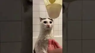 Beluga took bath again after a year #beluga #hecker #cats #memes