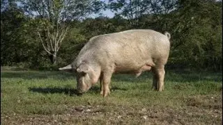 16 BIPOLARIDADES VOLTA A ATACAR NINA CHAMBERS OLHA S&Oacute; A CARA DE PAU DESSE VAGABUNDO