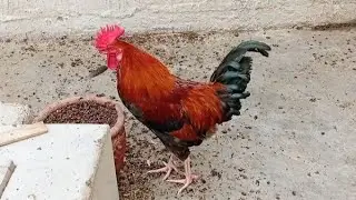 Chicken rooster & hens enjoying walking outside in the morning | rooster sounds 🐓🐔 birds 