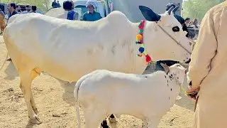 Domail mandi 2025 latest update ll part 4 ll Dhani cows ll Mandra mandi ll Jamil tv ll