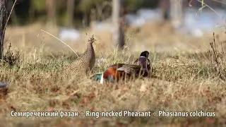 Семиреченский фазан | Ring-necked Pheasant | Phasianus colchicus mongolicus