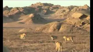 Desert lioness walking towards the car (www.desertlion.info)