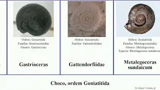 Choco, ordem Goniatitida mollusca Sporadoceras Gattendorfiidae Jammy Jams Beloceratidae sundaicum