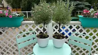 How to Care for a Lavender Tree (Standard)